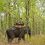 How to plan your first wildlife safari in India