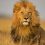 Masai Mara National Reserve: General Information