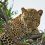 How to plan your first wildlife safari in Africa.
